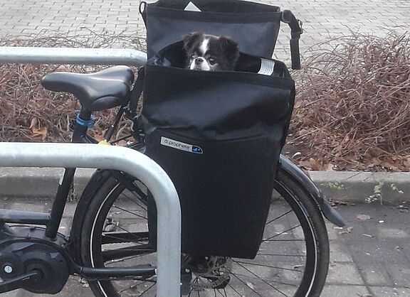 Hund in Fahrradtasche am Radbügel vor dem Supermarkt