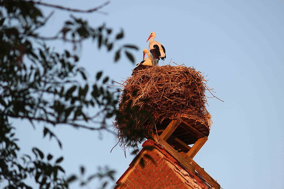 Störche von Wilhelmsglücksbrunn Störche von Wilhelmsglücksbrunn