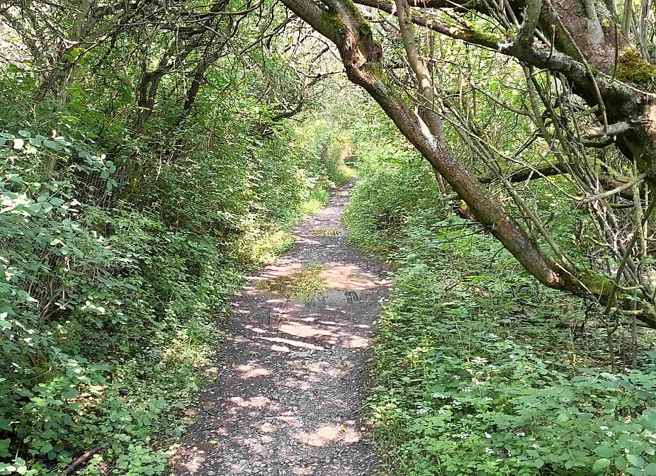 Pflaumenallee Nach jedem Regen wird der Trampelpfad zur Seenplatte. (Noch) kein geeigneter Radweg zur Arbeit.